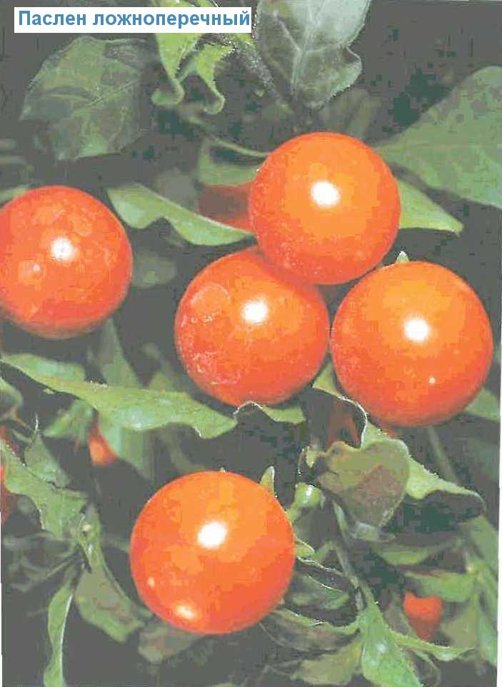   - Solanum pseudocapsicum